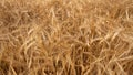 Background of golden dried ripe wheat. ears of corn Royalty Free Stock Photo