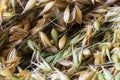 Background of golden oats. Bouquet of dried oat.