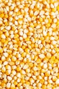 Background of fresh golden raw corn kernels Royalty Free Stock Photo