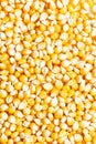 Background of fresh golden raw corn kernels Royalty Free Stock Photo