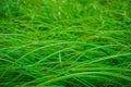 Background good forest green sedge Royalty Free Stock Photo