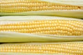 Background of grains of fresh ripe sweet corns closeup.