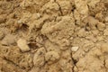 Background of grainy wet sand Royalty Free Stock Photo