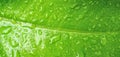 Background from grapefruit leaf Royalty Free Stock Photo