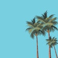 Background graphics coconut