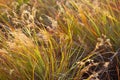 background grass autumn bright fall landscape grassy beautiful grass autumn view scenic close grass yellow