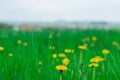 Background grass dandelions Royalty Free Stock Photo
