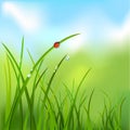 Background with grass, dew, ladybug Royalty Free Stock Photo