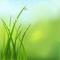 Background with grass and dew