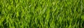 Background of grass field