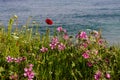 Background. Grass grows and wildflowers against the sea Royalty Free Stock Photo