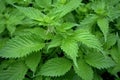 background grass nettle medical nettle leaves green