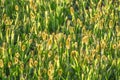 Grass Seed Heads Illuminated by Sun Royalty Free Stock Photo