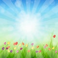 Background with grass and tulips against sunny