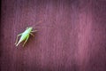 Background grasshoppers horizontal redwood.