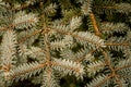 Background of gray and green spruce needles Royalty Free Stock Photo