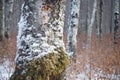 background gray grunge snow first november forest birch winter early autumn late trunk tree snow background forest blurry tree old