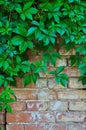 Background of a gray stone wall with green ivy leaves Royalty Free Stock Photo