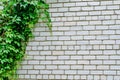 Background of a gray stone wall with green ivy leaves Royalty Free Stock Photo