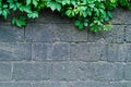 Background of a gray stone wall with green ivy leaves Royalty Free Stock Photo