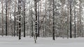 Background of gray winter snowy pine forest