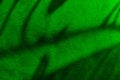 Texture of a juicy green color with abstract shadows Royalty Free Stock Photo