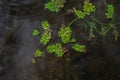 Background. Green algae on the surface of the water in the pond Royalty Free Stock Photo