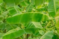 Background of green banana leaf in garden