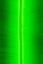 Background of green banana leaves Royalty Free Stock Photo