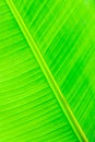 Background of green banana leaves Royalty Free Stock Photo