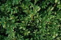 Background of green boxwood leaves closeup