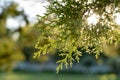 Background of green branches of cypress, macro photography of thuja in summer