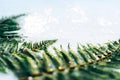 Background with green branches of fern