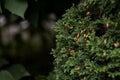 background of green branches of thuja after rain.