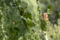 Background with green cactus blooming with pink flower Royalty Free Stock Photo