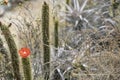 Background with green cactus blooming with red flower