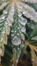 Background of green cannabis leaves, marijuana plant texture Royalty Free Stock Photo