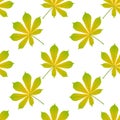 Background of green chestnut leaves