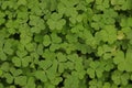 Background with green clover leaves for Saint Patrick& x27;s day. Shamrock as a symbol of good luck Royalty Free Stock Photo