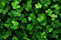 Background with green clover leaves. Shamrock plant in fresh green juicy colors. Generative AI