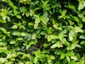 Background of green Coatbuttons Ficus Pumila plant growing on a fence