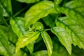 Background, green, the color of nature, detail of plant seen up close, so many green leaves