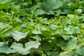 Background of green cucumber leaves and young ovaries. Cucumbers grow in the garden on a bed. Royalty Free Stock Photo