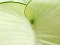 The background is a green curved line or fibonation around a light green leaf