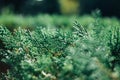 Background of green cypress foliage. Sprigs of cypress close-up. A close up of cypress foliage.