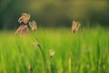 Background of green field with Fingergrass flower. Royalty Free Stock Photo