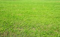 Background, green field of grass mowed in summer Royalty Free Stock Photo
