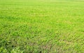 Background, green field of grass mowed in summer Royalty Free Stock Photo