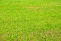 Background, green field of grass mowed in summer Royalty Free Stock Photo