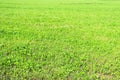 Background, green field of grass mowed in summer Royalty Free Stock Photo